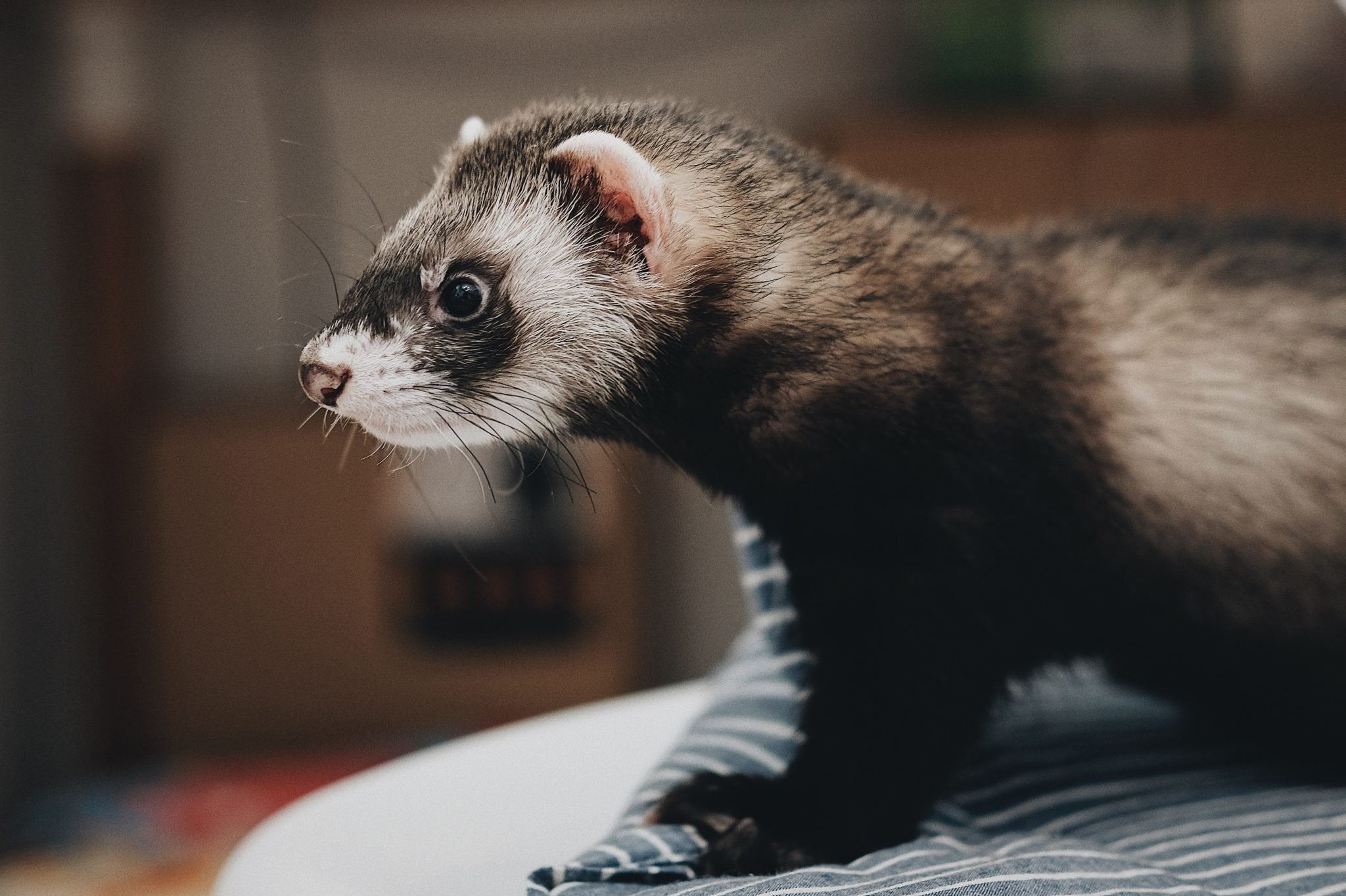 Vaccinations for Ferrets