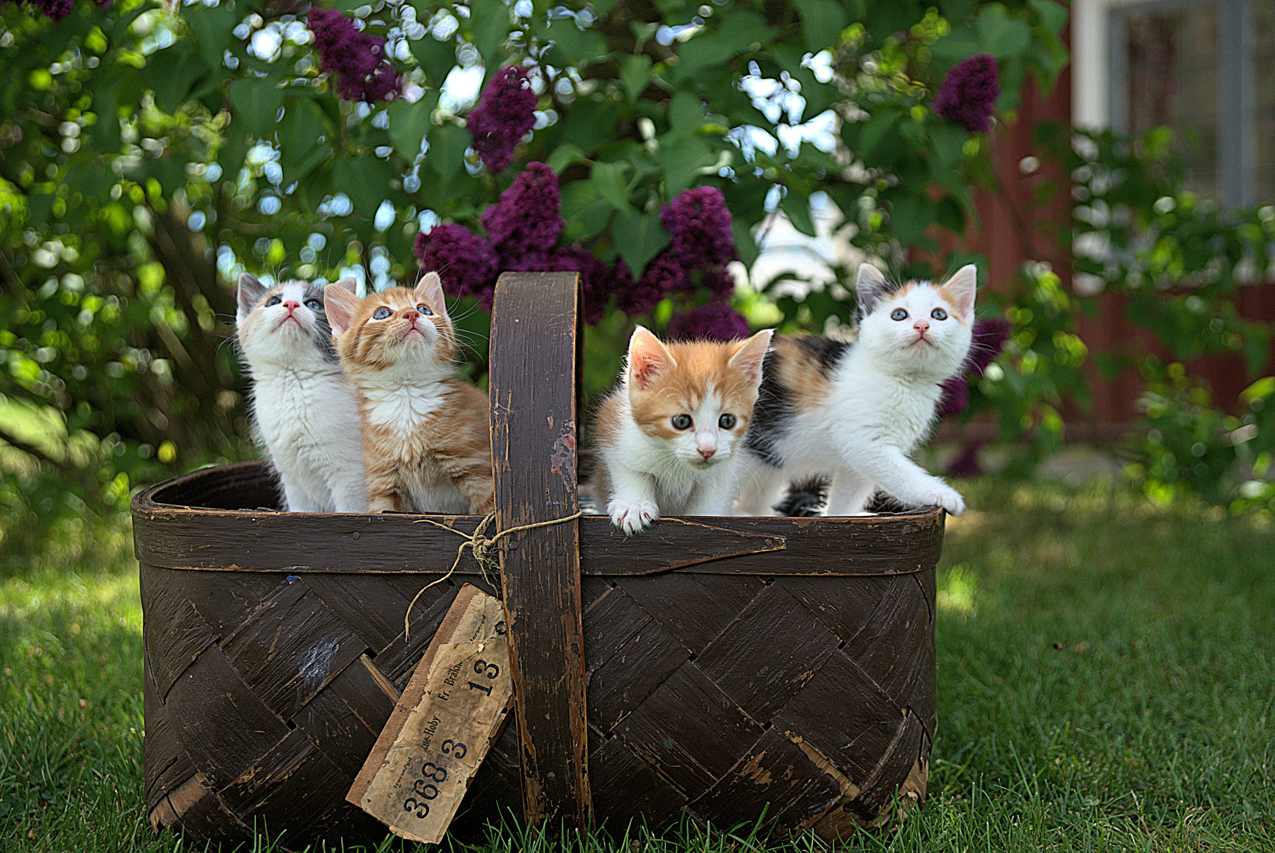 Nurse Clinics for Pets